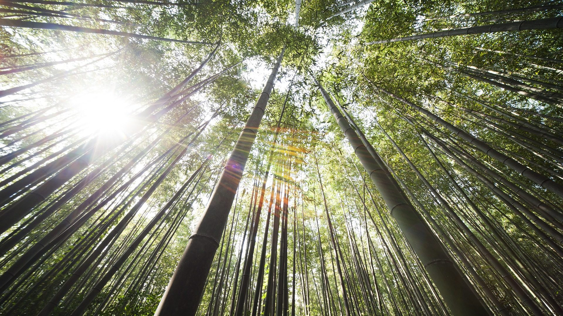 Sustainable rural development and climate action with bamboo