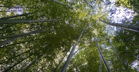 Mechanical comparison of bamboo in relation to wood and teaching approaches to promote the understanding of bamboo construction