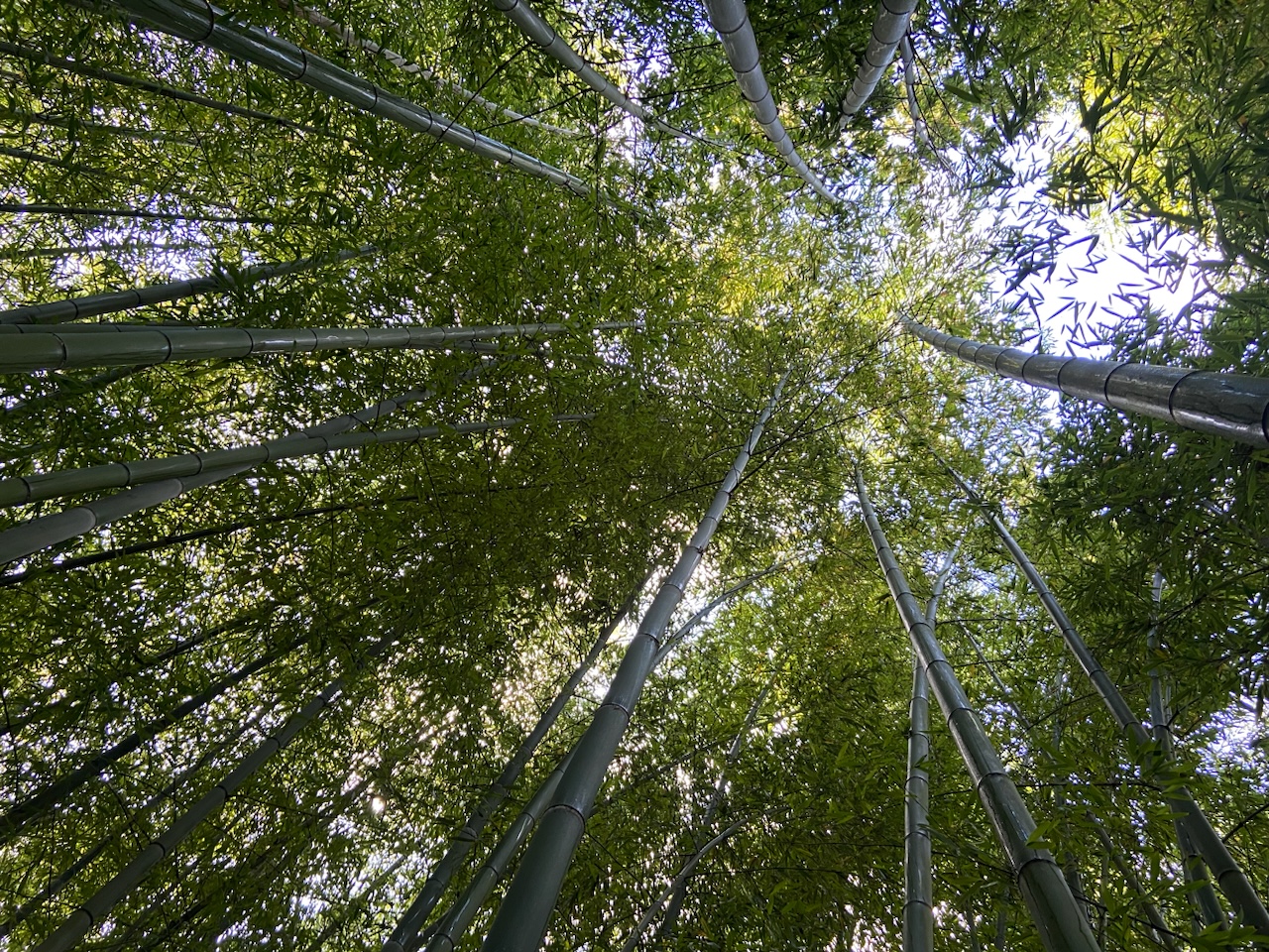 Mechanical comparison of bamboo in relation to wood and teaching approaches to promote the understanding of bamboo construction